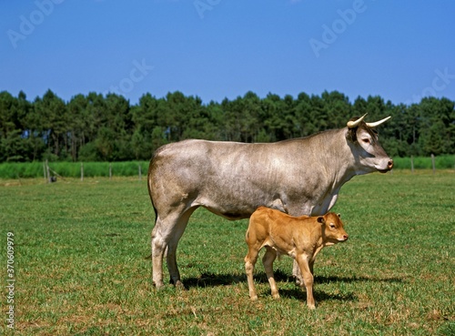Bazadais Cattle  a French Breed  Cow with Calf