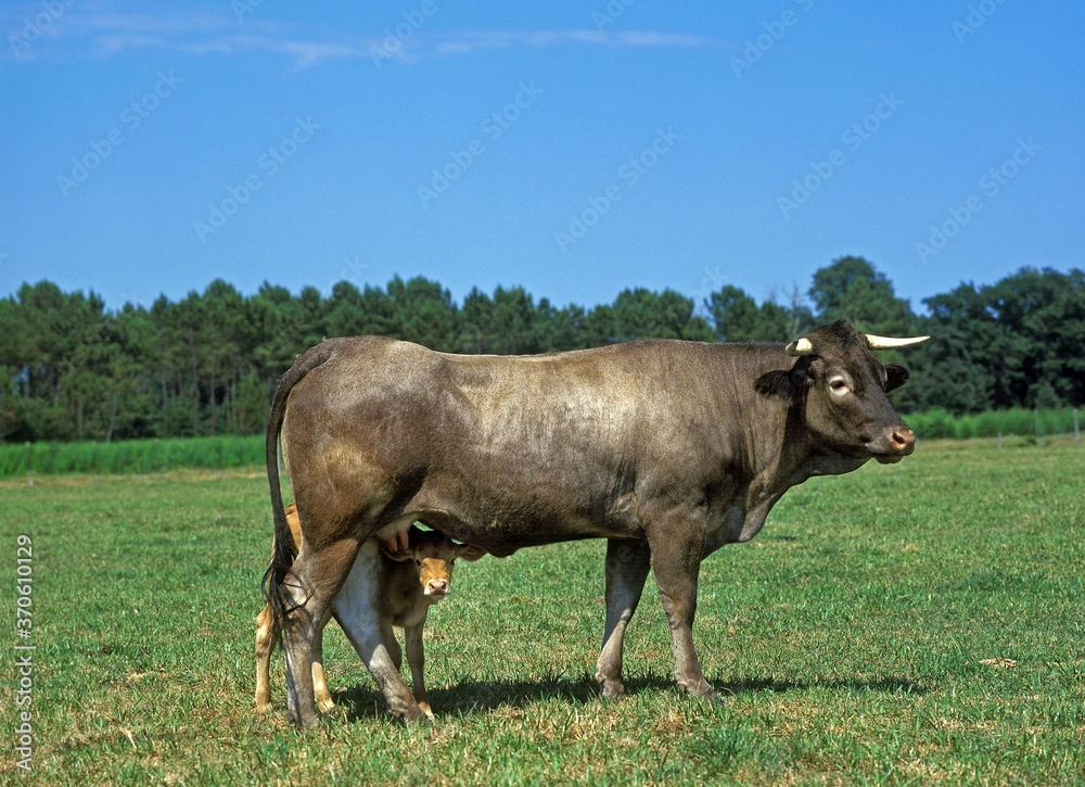 Bazadais Cattle, a French Breed, Cow with Calf Bazadais Cattle, a French Breed, Cow with Calf