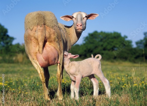 Domestic Sheep, Ewe with Lamb suckling, standing in Meadow