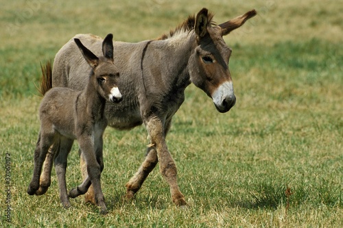 French Grey Donkey, Jenny and Foal © slowmotiongli