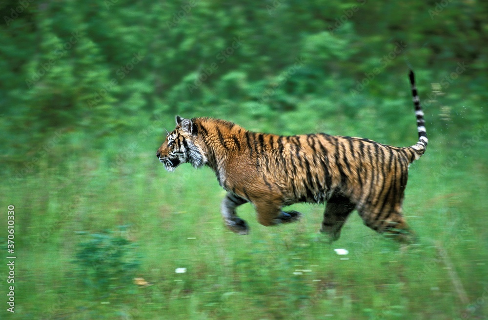 Fototapeta premium Siberian Tiger, panthera tigris altaica, Adult running