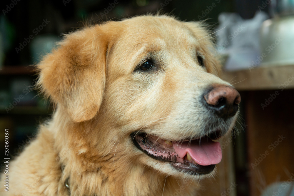 Closeup portrait of Golden retriever dog Closeup portrait of Golden retriever dog