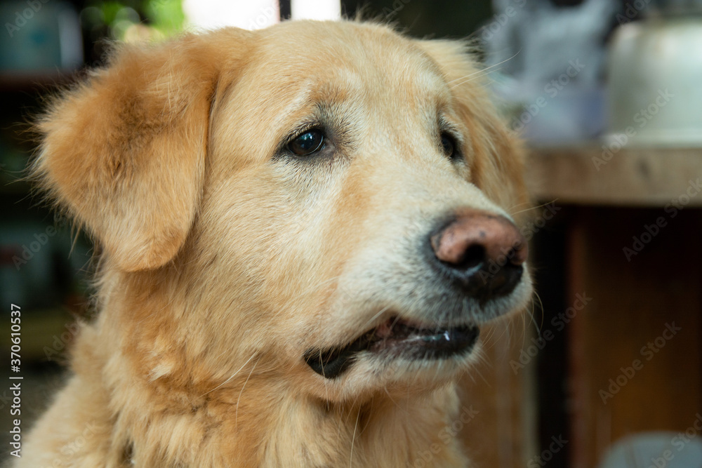 Closeup portrait of Golden retriever dog Closeup portrait of Golden retriever dog