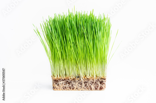 Close up barley grass on white.Food and drink