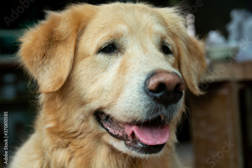 Closeup portrait of Golden retriever dog © Achira22