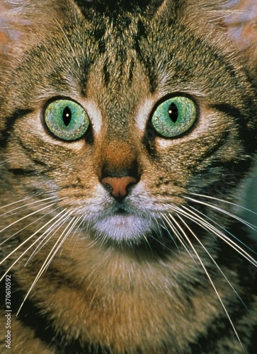 Brown Tabby Domestic Cat, Portrait of Adult with Green Eyes