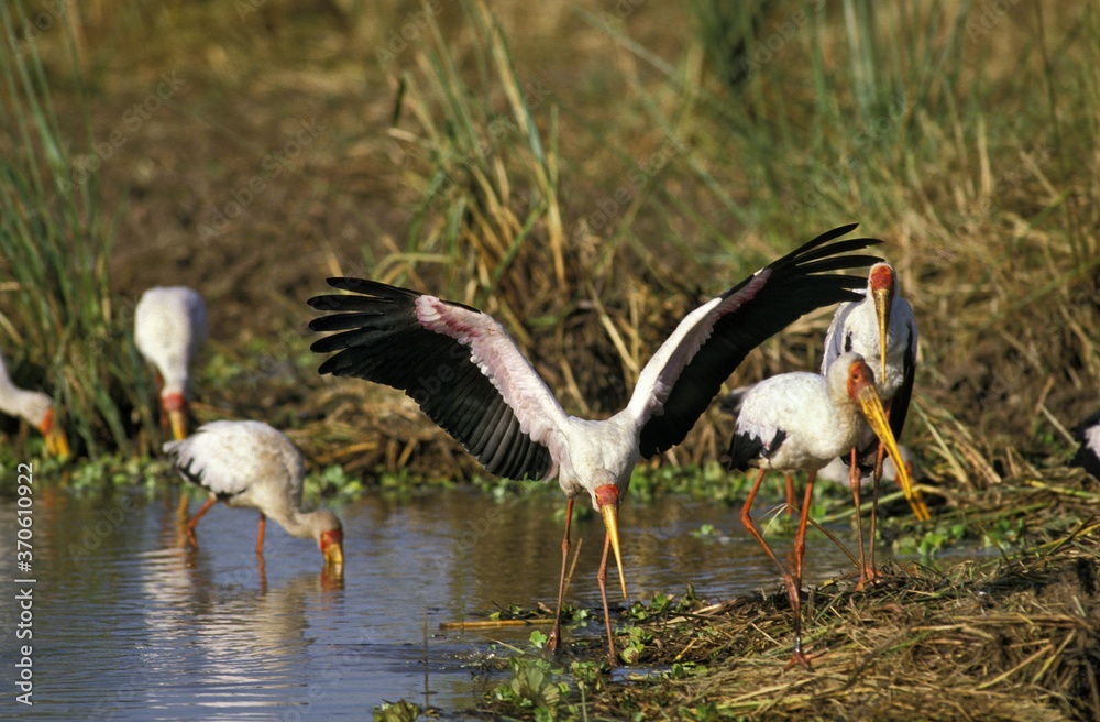 Fototapeta premium Yellow Billed Stork, mycteria ibis, Adult in Flight, Taking off, Kenya