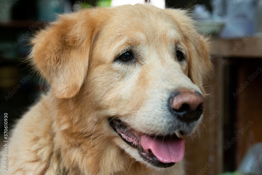 Closeup portrait of Golden retriever dog Closeup portrait of Golden retriever dog
