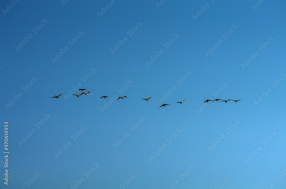 A flock of swans in the morning blue sky. A flock of swans in the morning blue sky.