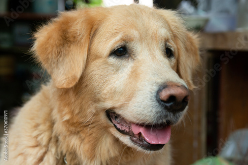 Closeup portrait of Golden retriever dog