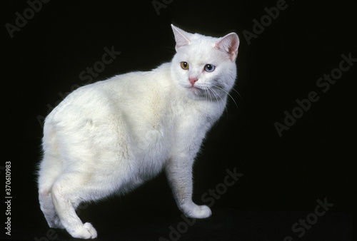Manx Domestic Cat, a Cat Breed withoug Tail, Adult against Black Background