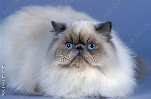 Tableau sur toile Himalayan Domestic Cat, Adult laying, against Blue background