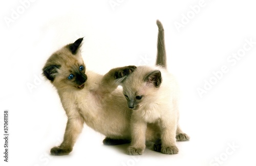 Balinese Domestic Cat, Kittens playing against White Background