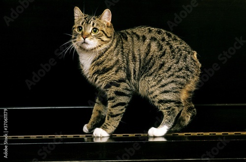 Фотография Manx Domestic Cat, a Cat Breed withoug Tail, Adult standing on Piano