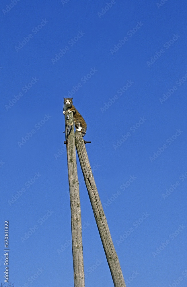 Domestic Cat, Adult perched on Electric Post Domestic Cat, Adult perched on Electric Post