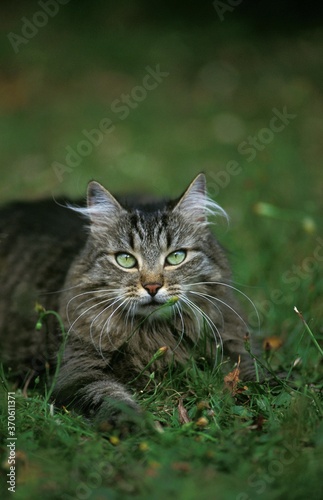 Angora Domestic Cat, Adult standing on Grass