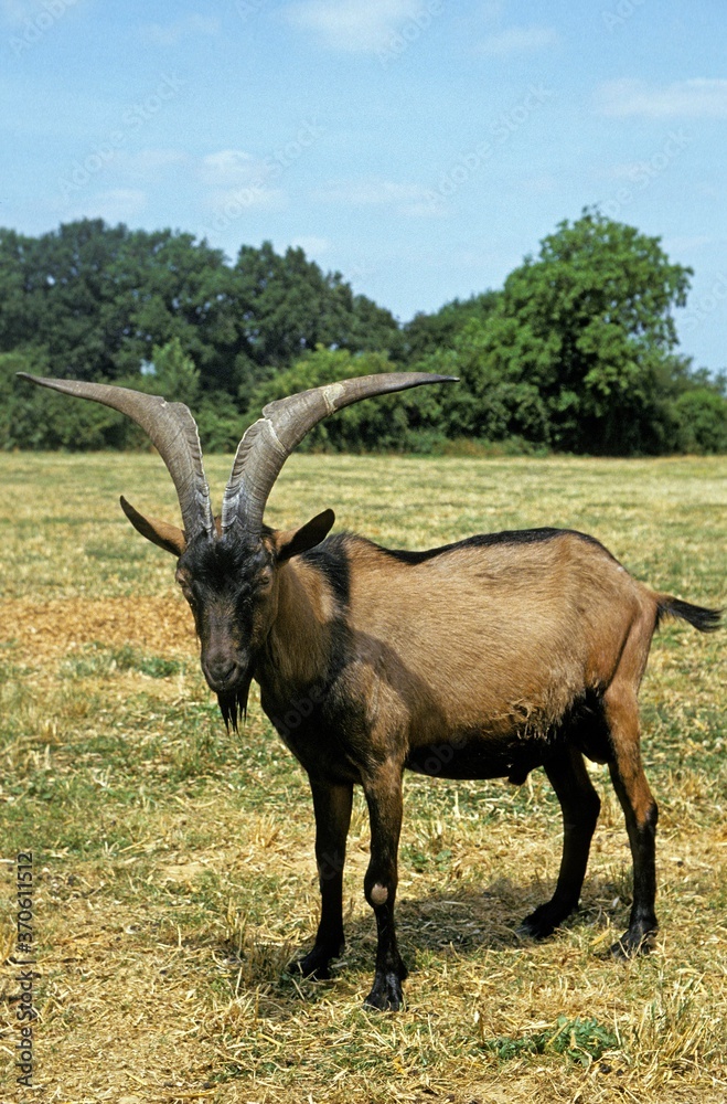 Naklejka premium Alpine Chamoisee Goat, a French Breed, Billy Goat