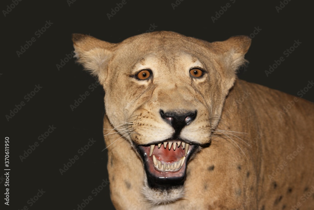 Obraz premium Scimitar Cat, homotherium serum, Saber Toothed Cat disappeared 10 000 years ago, Beringie Museum in Canada