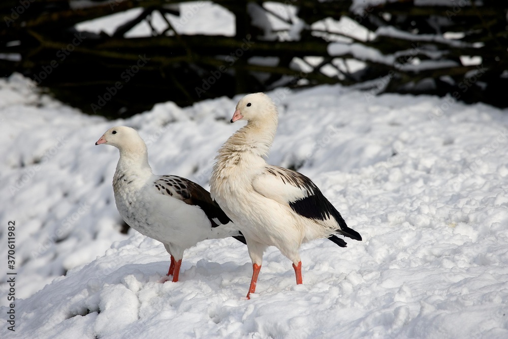 Andean Goose, chloephaga melanoptera, Pair standing on Snow Andean Goose, chloephaga melanoptera, Pair standing on Snow