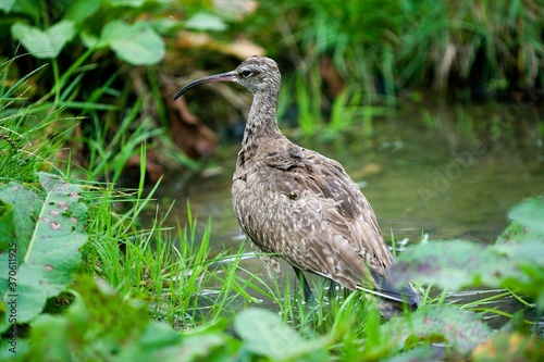 Eurasian Curlew, numenius arquata, Adult standing on Water, Normandy