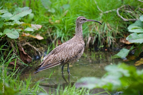 Eurasian Curlew, numenius arquata, Adult standing on Water, Normandy