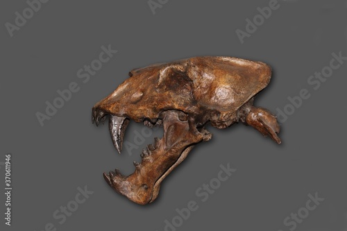 Skull of Scimitar Cat, homotherium serum, Saber Toothed Cat disappeared 10 000 years ago, Beringie Museum in Canada