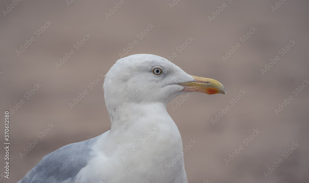 Seagull head shoot at Longsands beach in Whitley Bay, United Kingdom 