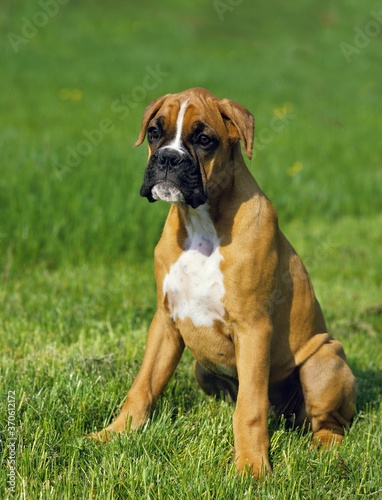Boxer Dog, Pup sitting on Grass © slowmotiongli