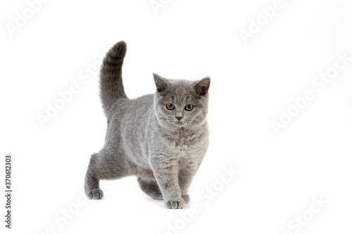 Blue British Shorthair Domestic Cat, Female against White Background © slowmotiongli