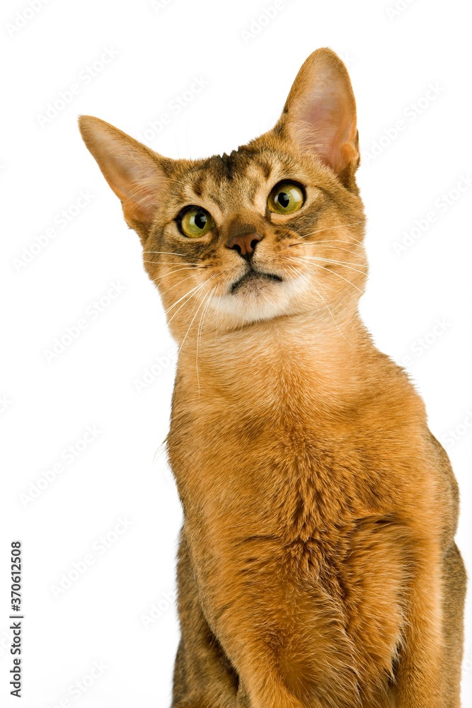 Abyssinian Domestic Cat, Portrait of Adult against White Background