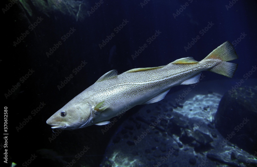 Atlantic Cod, gadus morhua, Adult Atlantic Cod, gadus morhua, Adult