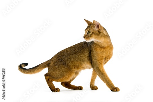 Abyssinian Domestic Cat, Adult against White Background