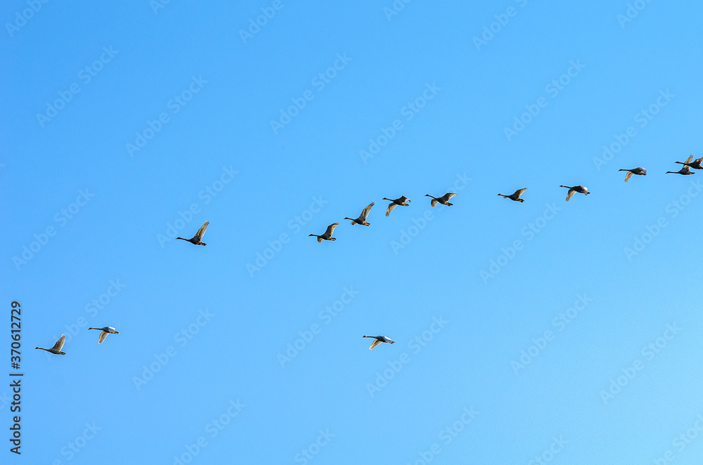 A flock of swans in the morning blue sky.