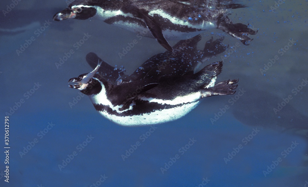 Obraz premium Humboldt Penguin, spheniscus humboldti, Adults standing in Water