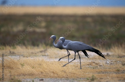 Blue Crane, anthropoides paradisea, Pair, South Africa