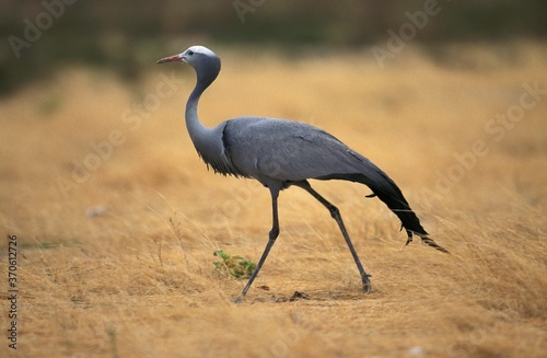 Blue Crane, anthropoides paradisea, Adult, South Africa photo