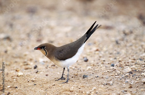 Collared Pratincole, glareola pratincola, Adult, Kenya