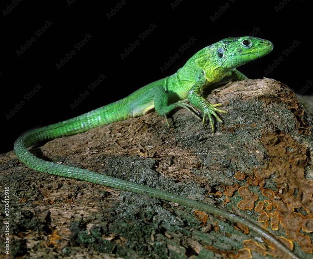 Fototapeta premium Green Lizard, lacerta viridis, Adult standing on Stump