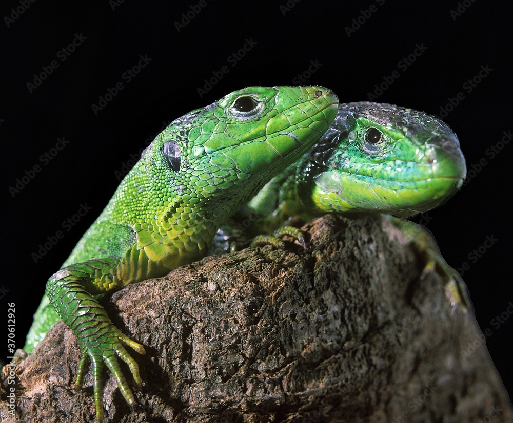 Fototapeta premium Green Lizard, lacerta viridis, Adults standing on Stump