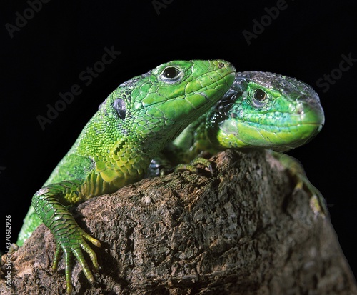 Green Lizard  lacerta viridis  Adults standing on Stump