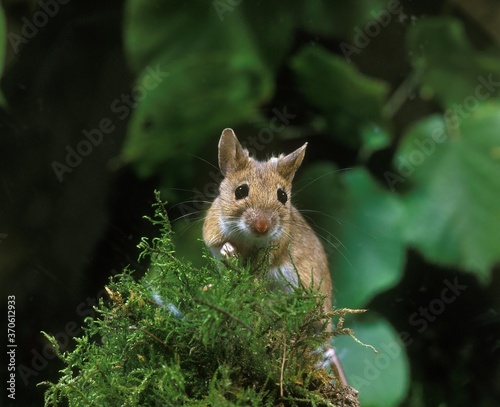 Yellow Necked Mouse, apodemus flavicollis, Adult standing on Moss photo