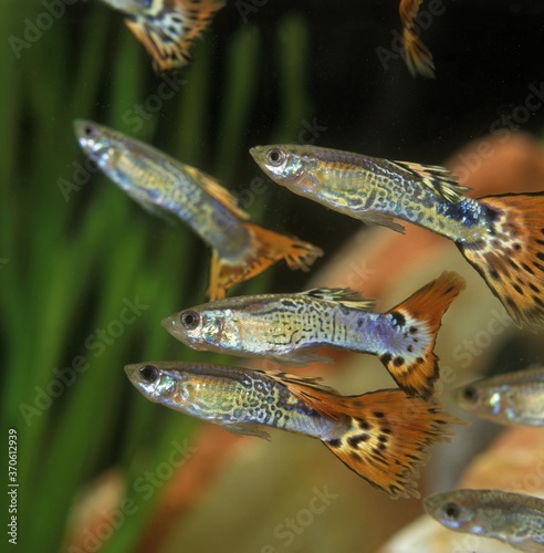 Guppy, poecilia reticulata, Aquarium Fishes
