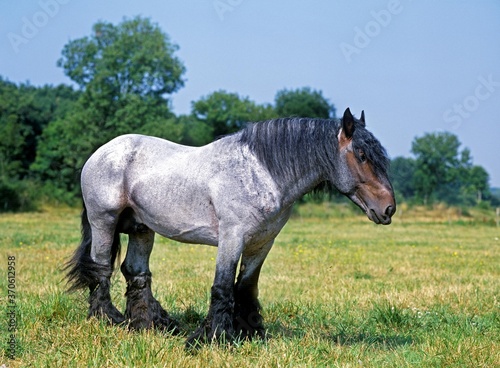 Mulassiere du Poitou, Stallion standing in Meadow photo