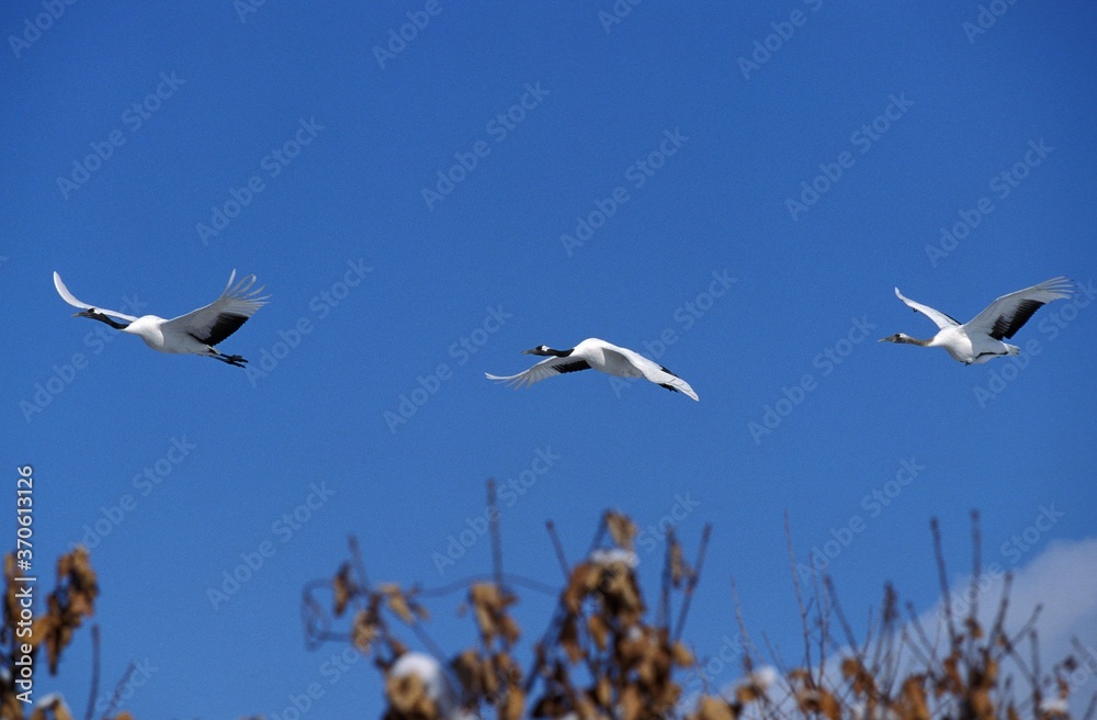 Fototapeta premium Japanese Crane, grus japonensis, Adults in Flight, Hokkaido Island in Japan