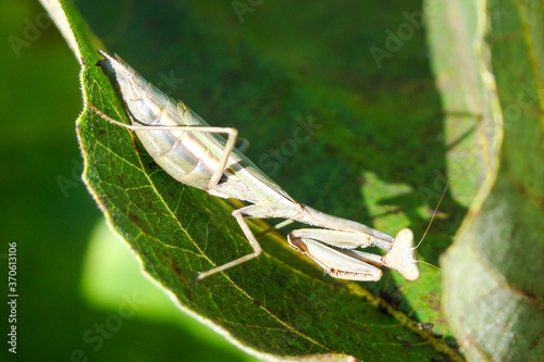 Mediterranean Mantis (Iris oratoria) photo