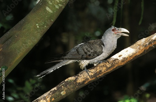 Channel-Billed Cuckoo, scythrops novaehollandiae, Adult standing on Branch photo