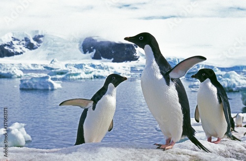 Adelie Penguin  pygoscelis adeliae  Group on Ice Field  Paulet Island in Antarctica