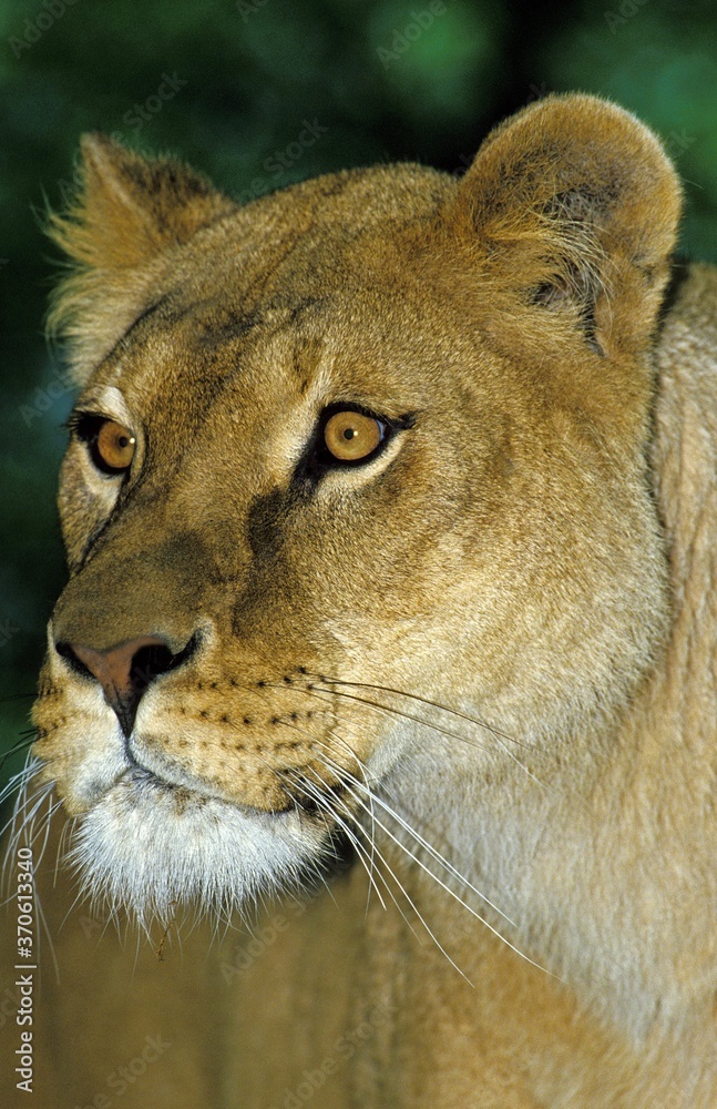 Fototapeta premium African Lion, panthera leo, Portrait of Female