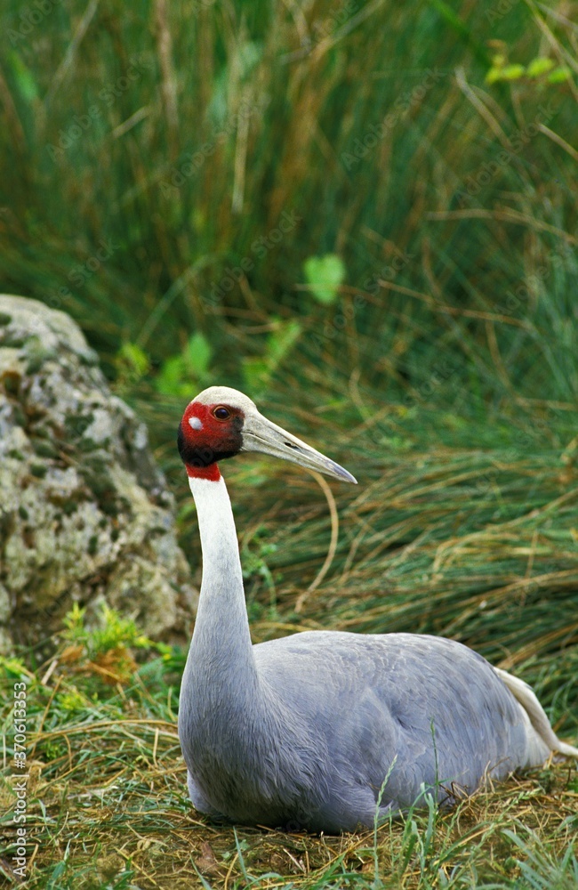 Obraz premium Sarus Crane, grus antigone, Female Nesting