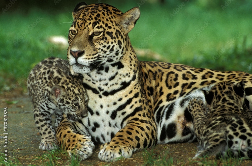Jaguar, panthera onca, Female with Cub Slucking Jaguar, panthera onca, Female with Cub Slucking